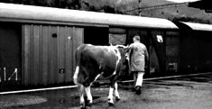 [Eine Kuh wird in Balshtal in einen Güterwagen verladen]